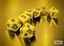 Polyhedral 7-Dice Set CHX25402 - Opaque Yellow/Black